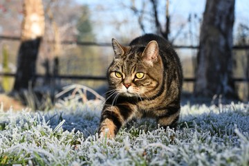 Britisch Kurzhaar Katze im Winter drau&szlig;en