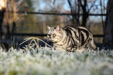 Search Photos Tabby Cat