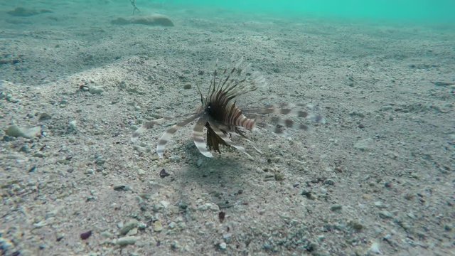 Lionfish zebrafish underwater in the Red Sea, Egypt, 4k
