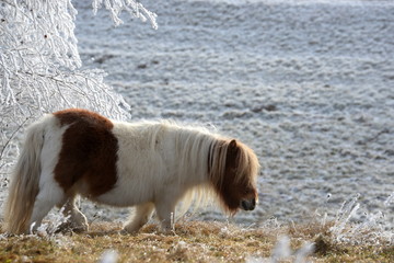 Hintern hoch, süßes geschecktes Minipony läuft durch verschneite Landschaft