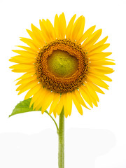 Sunflower isolated on white background