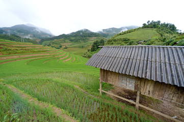hut and Green Terraced