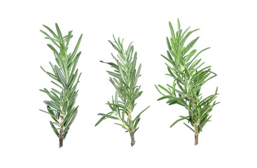 rosemary isolated on white background