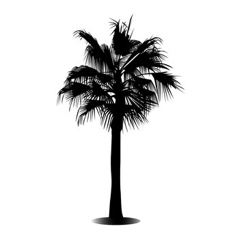 One palm tree