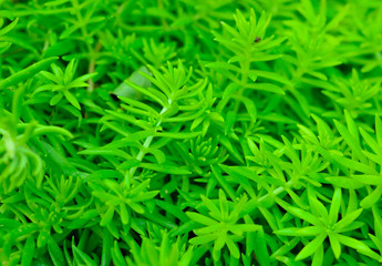 Green leaves background