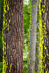 Obraz premium Crater Lake National Park