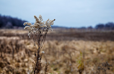 stem of dried high grass