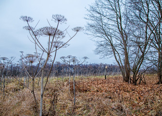 stem dried high grass in autumn