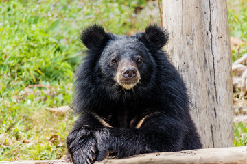 Black bear in the forest.