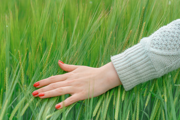 the hand on the background field of wheat