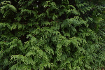 Fondos naturales: hojas de pinos.
