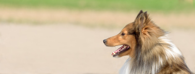 Shetland Sheepdog waiting for its turn to start the agility track. Sized to fit for cover image on...