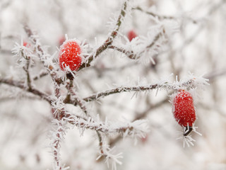 Hagebuttenstrauch im Winterkleid