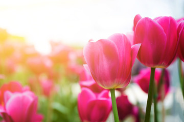 Pink tulips in soft light.