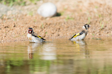 Bathing European goldfinch