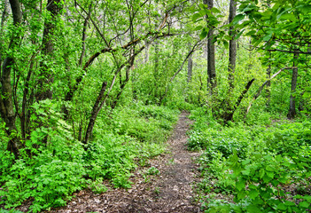 Fototapeta na wymiar path in the spring deciduous forest