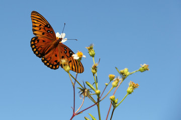 Monarch