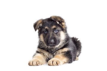 puppy on a white background