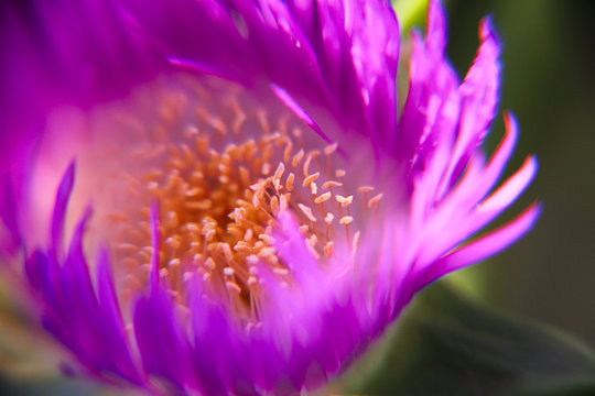 Dancing Flower