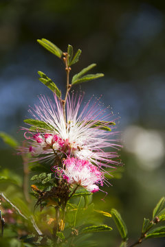 Summer flower
