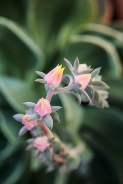 juicy flower