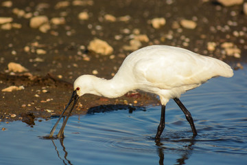 Obraz premium Spatola (Platalea leucorodia) in pesca