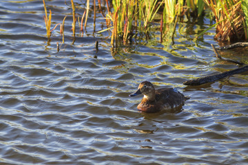 Common Pochard