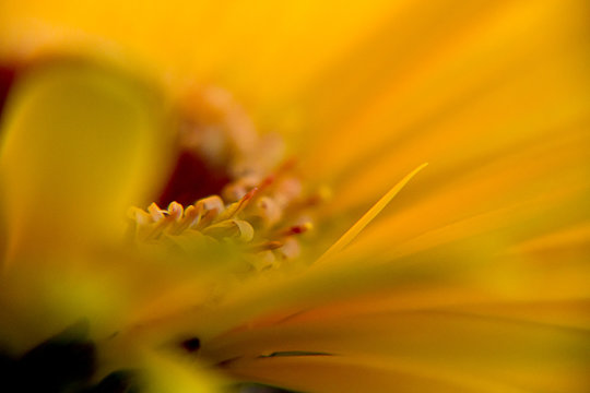 Sunflower petal