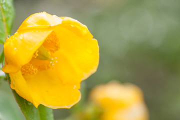 Yellow flower with dew in the fresh morning