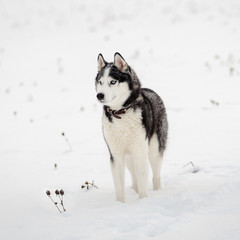 Siberian Husky dog black and white colour in winter