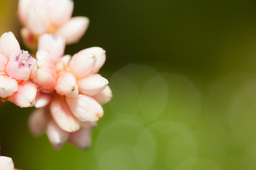 Pink flower with dew in the fresh morning