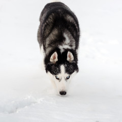 Siberian Husky dog black and white colour in winter