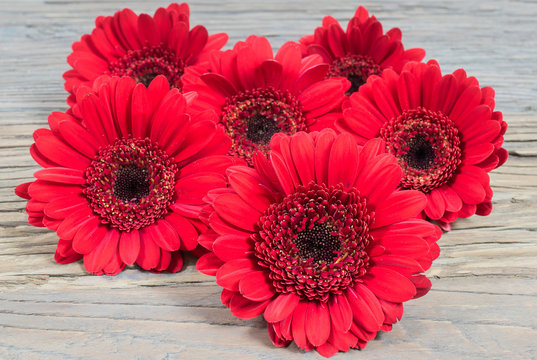 Red Gerbera Daisy flowers