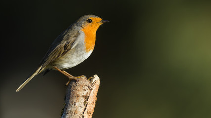 Robin on branch