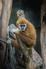 Common gibbon, White-handed gibbon on dry branch