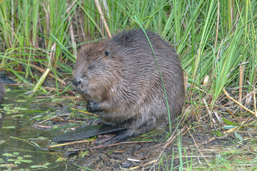 cool fun beaver