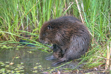 cool fun beaver