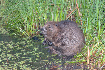 cool fun beaver © serhio777