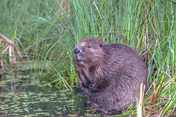 cool fun beaver