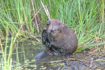 cool fun beaver © serhio777