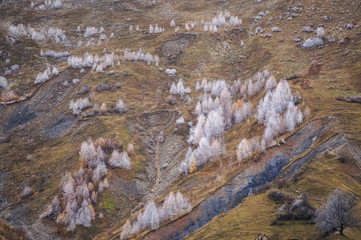 Frosty fir-trees