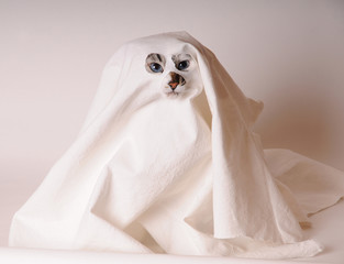 Blue-eyed cat dressed as ghost in sheet with slits for the eyes and nose