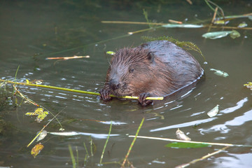 cool fun beaver © serhio777