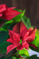Christmas Poinsettia - kind of christmas home plant. red poinsettia leaves and flowers