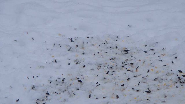 m&eacute;sange &agrave; t&ecirc;te noire