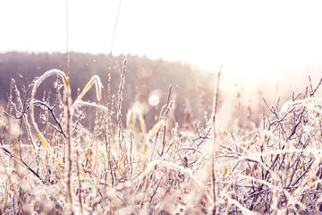 Foto op Plexiglas Frozen grass © Galyna Andrushko
