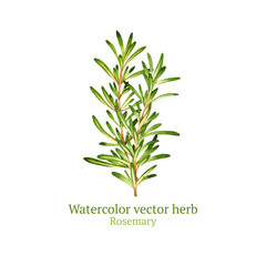Watercolor vector rosemary