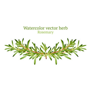 Watercolor Vector Vignette With Rosemary