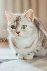 Beautiful cat - Scottish Straight breed is sitting on the floor on a cat carpet.