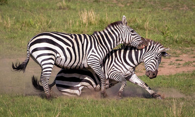 Two male zebras engaged in a dramatic fight